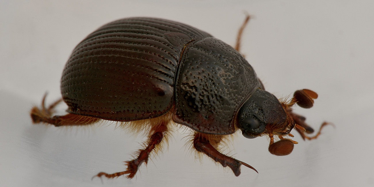 Odonteus armiger, femmina  (Geotrupidae)